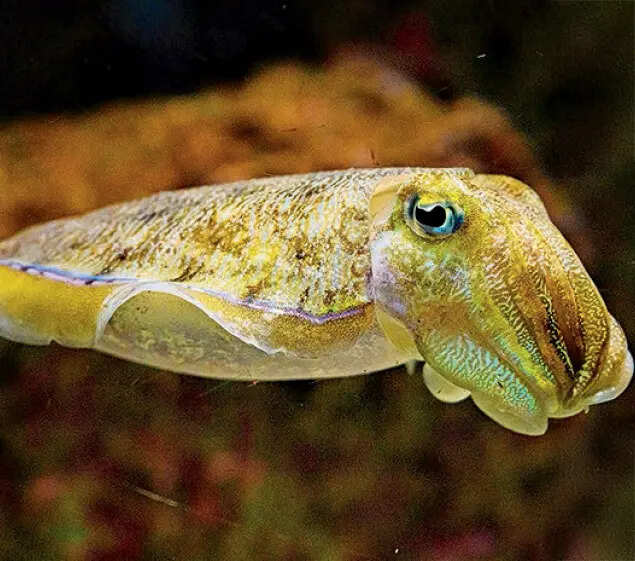 Fabulous Cuttlefish! Attenborough explains its camouflage