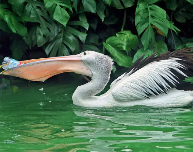 Our 'Gift' to them: Millions of birds perish from plastic