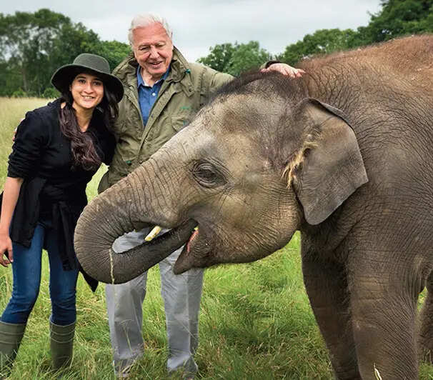 A jumbo assignment: Attenborough, Ashwika and a little elephant, all at work