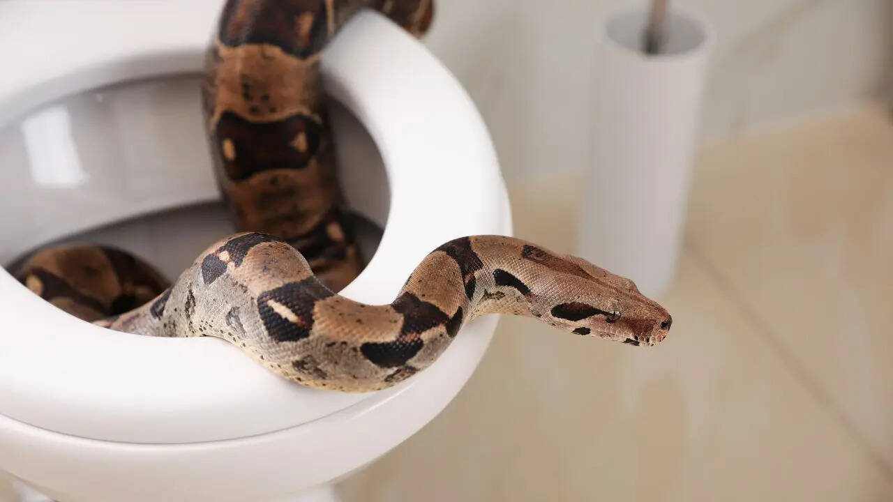 What attracts snakes to emerge from toilet bowls in apartments