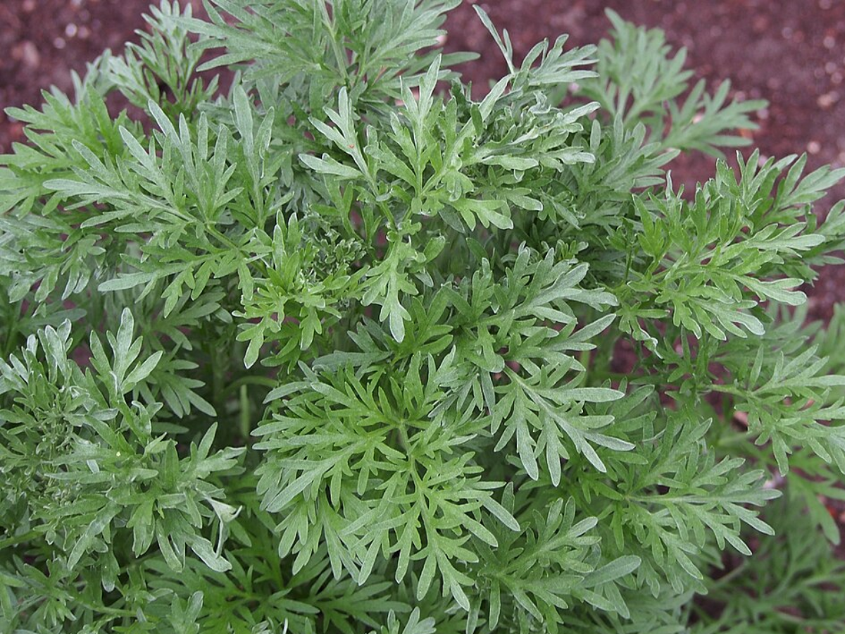 Wormwood Plant