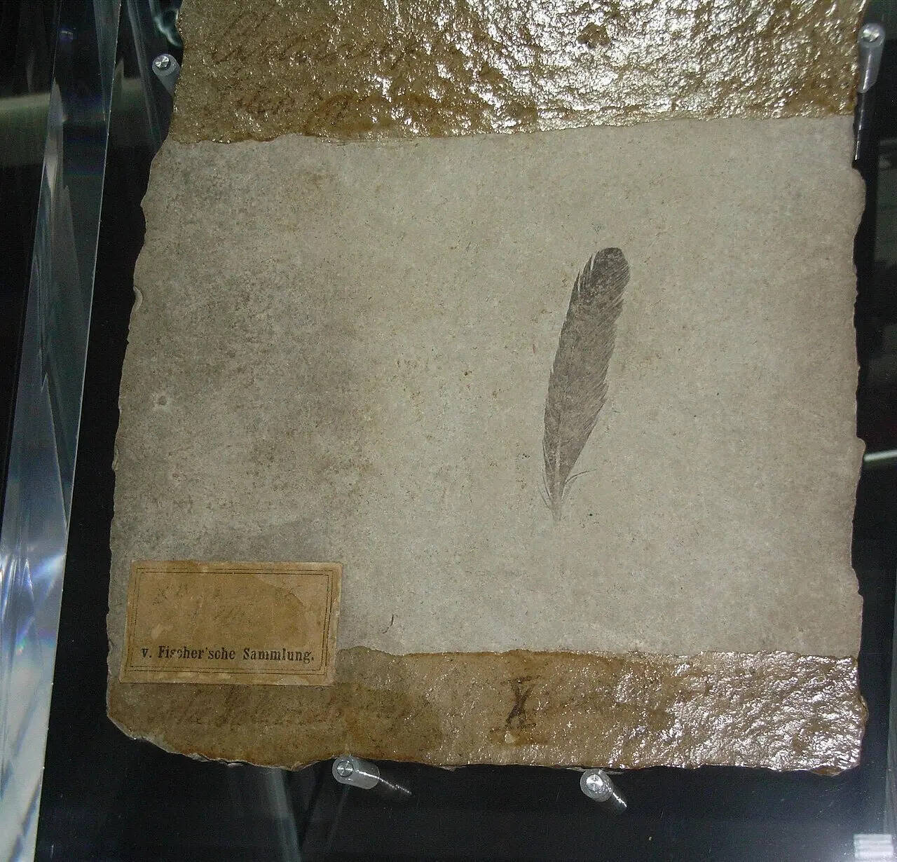 ArchaeopteryxTheUrvogelFeather