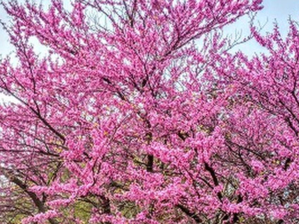 Vibrant pink flower