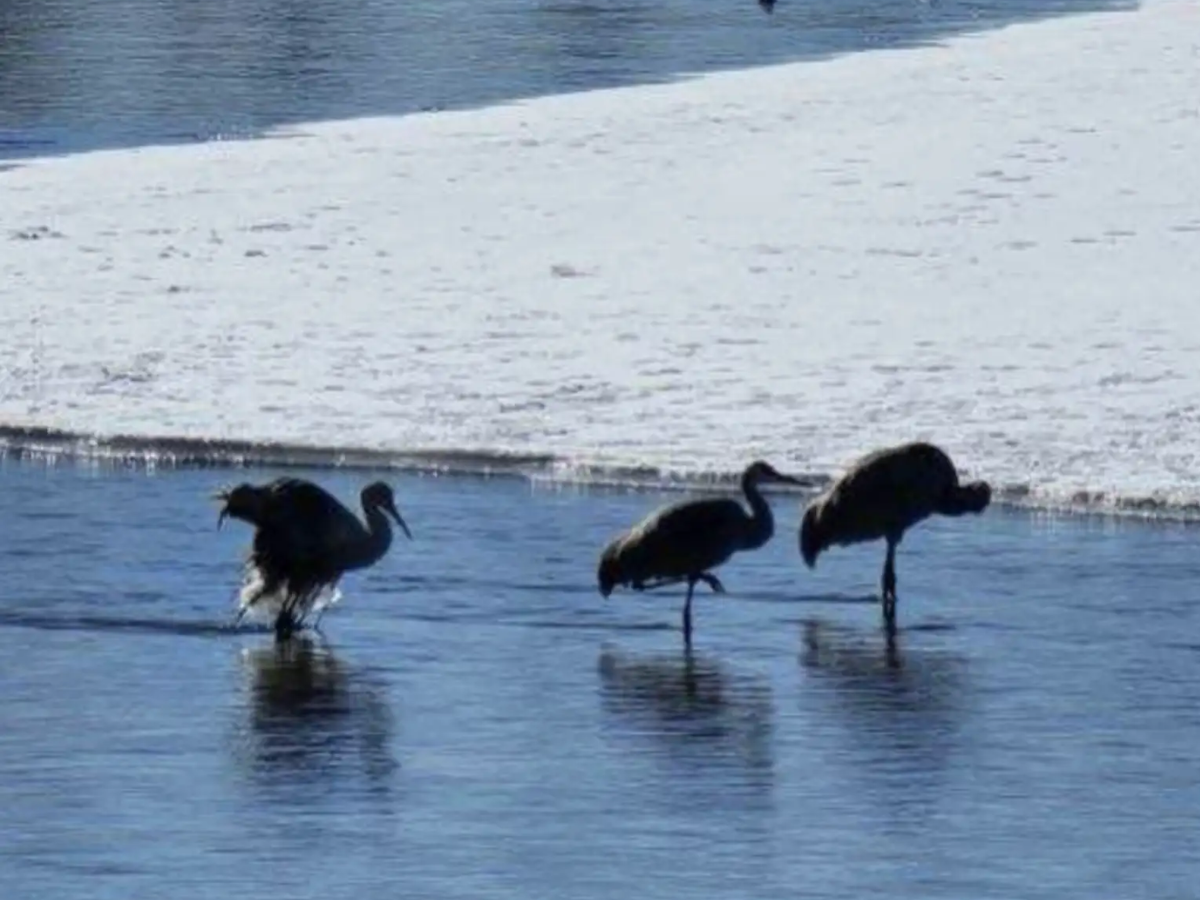 Michigan Ducks