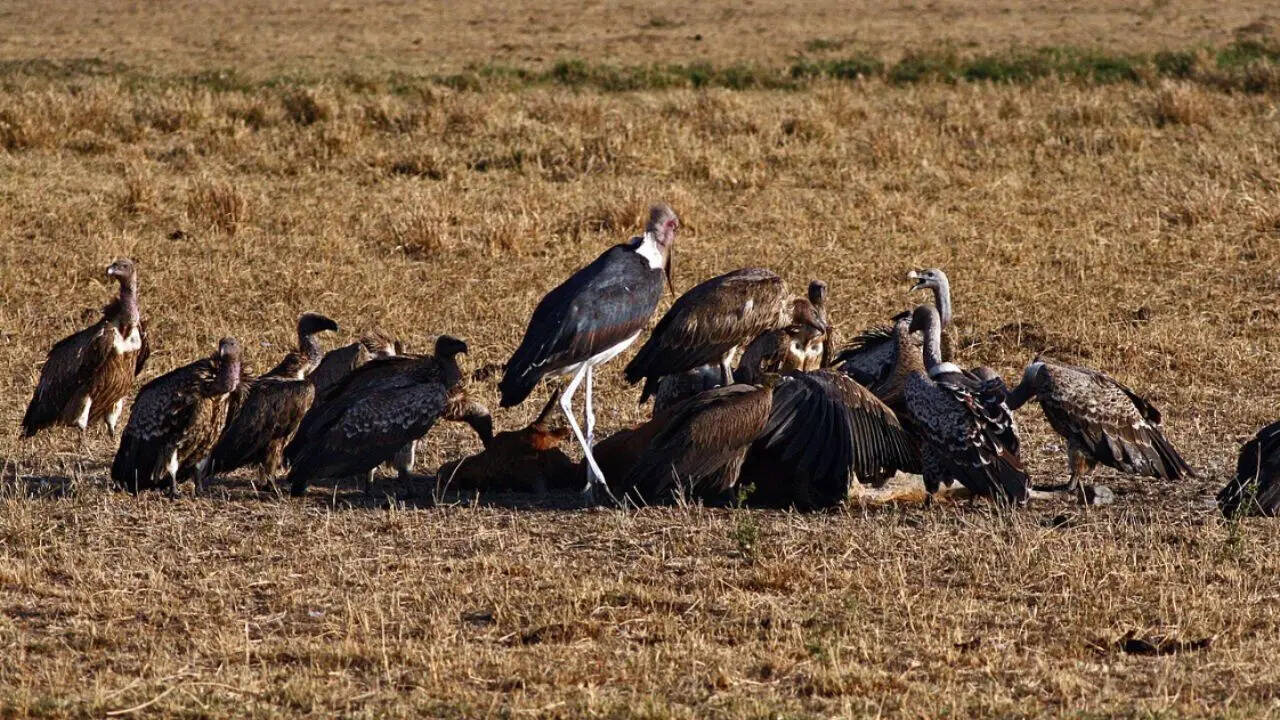 The Marabou Stork