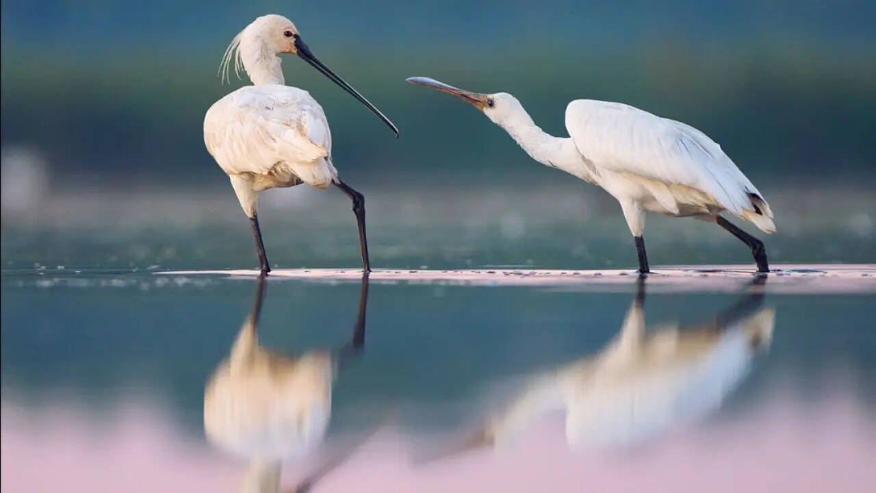 The Eurasian Spoonbill