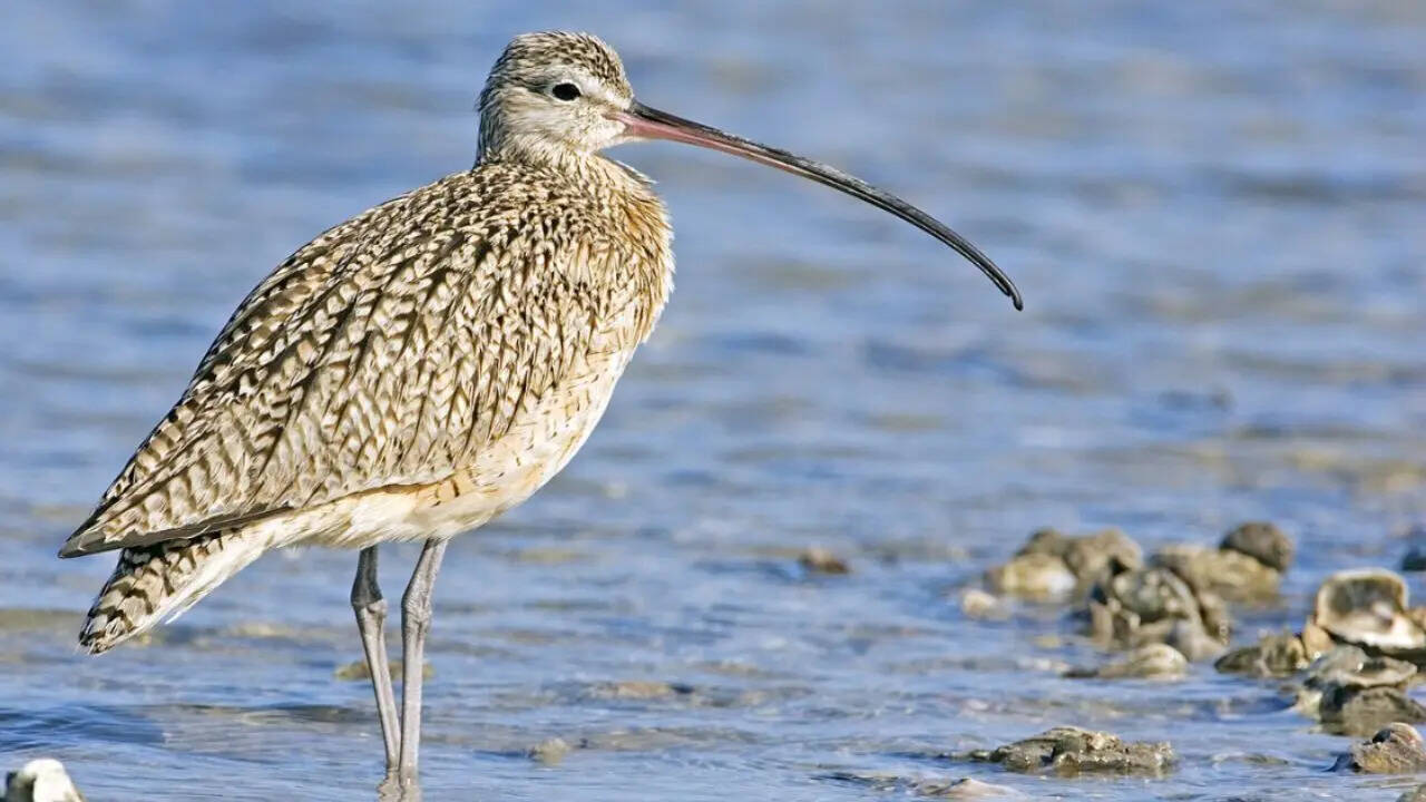 The Eurasian Curlew