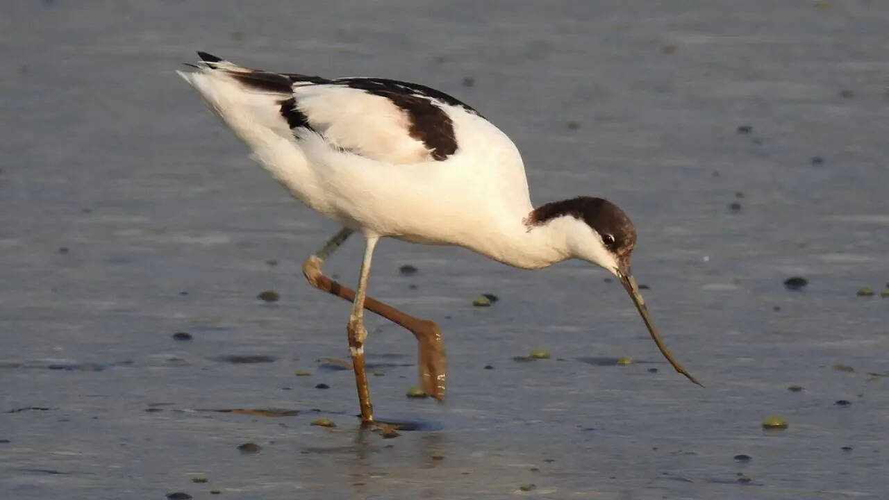 The Pied Avocet