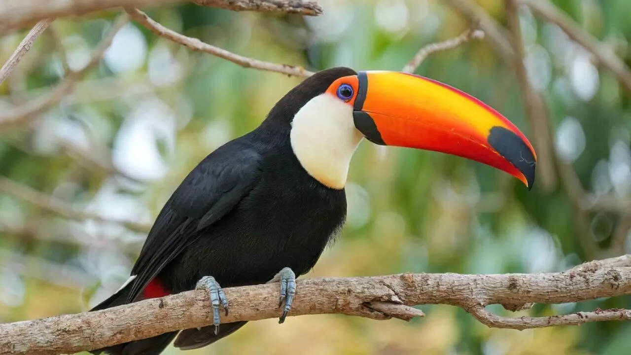 The Toco Toucan