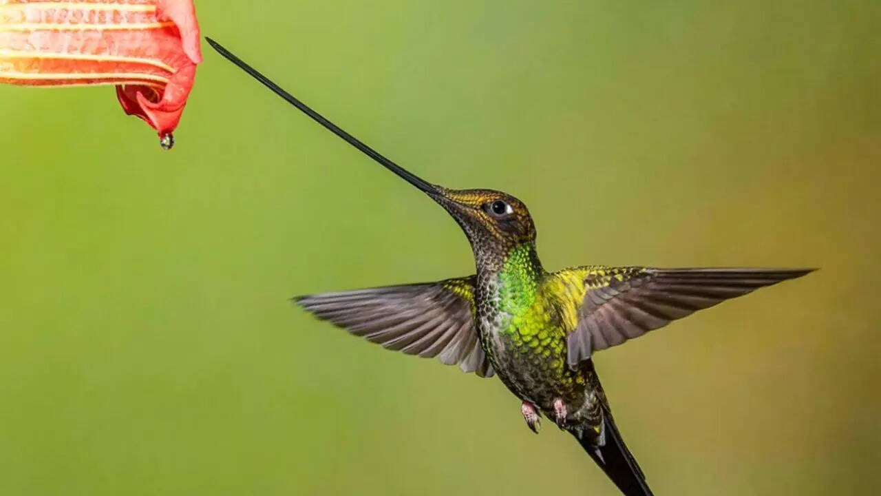 The Sword-Billed Hummingbird