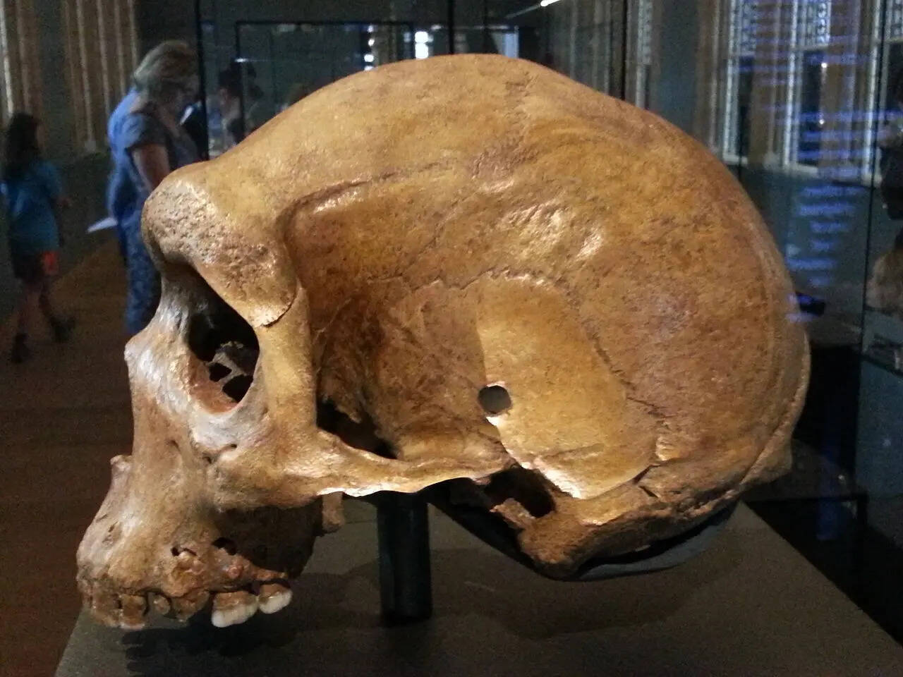 1280px-Broken_Hill_skull_04