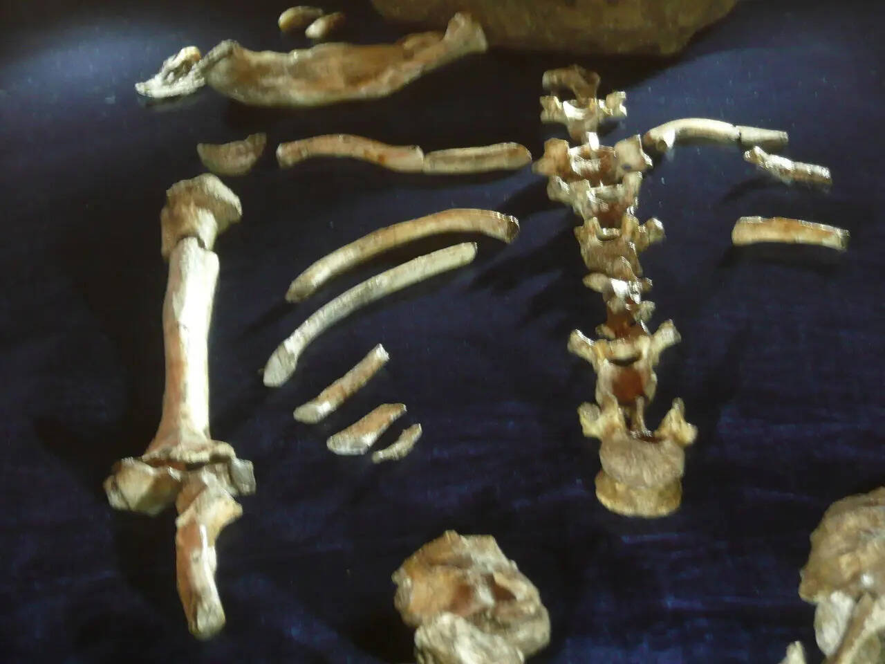1280px-Australopithecus_sediba_-_Skelett.