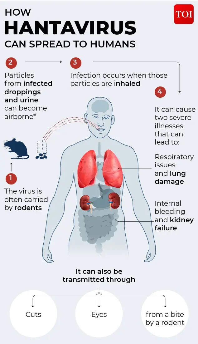 Hantavirus 3