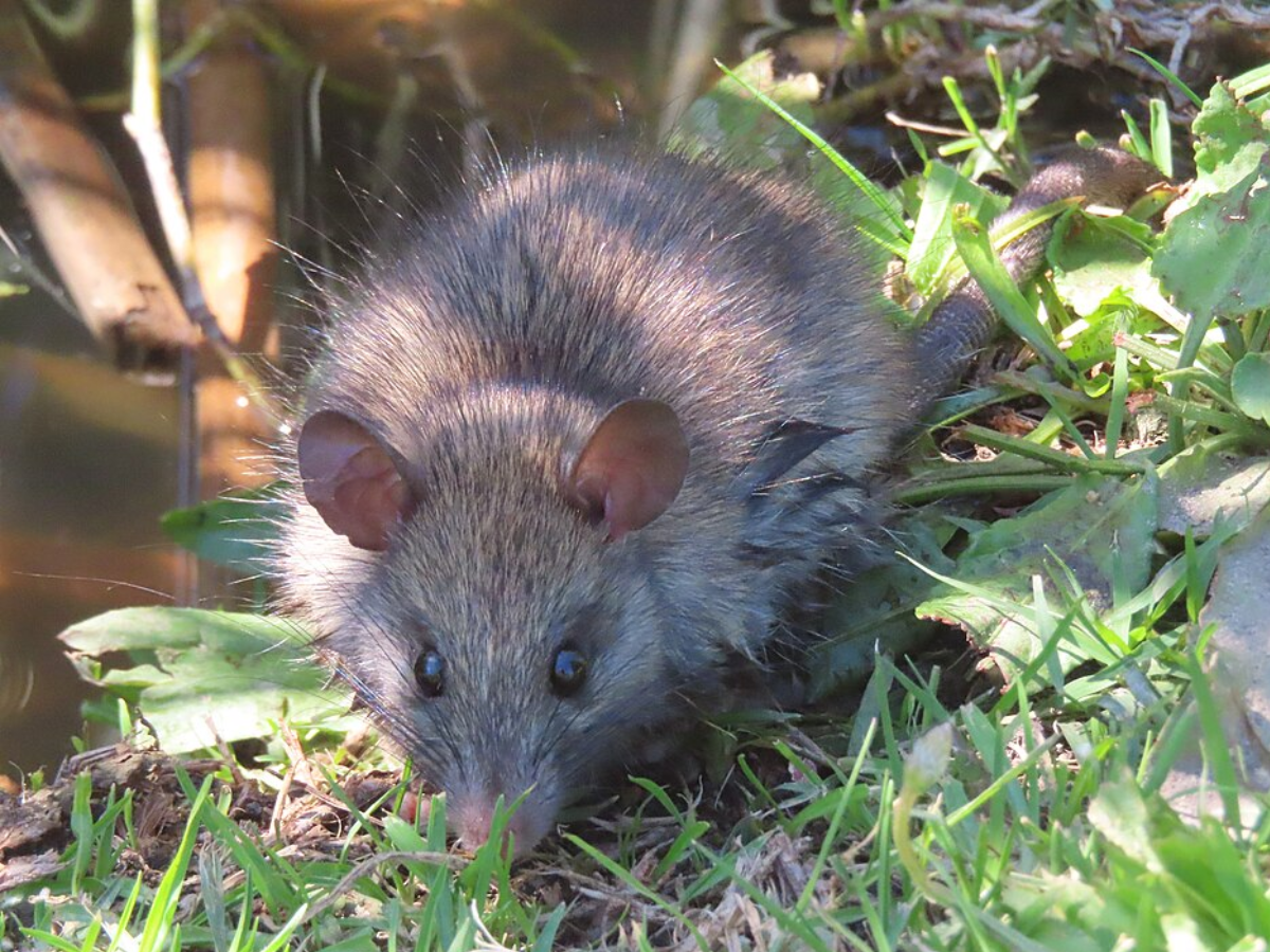Black Rat