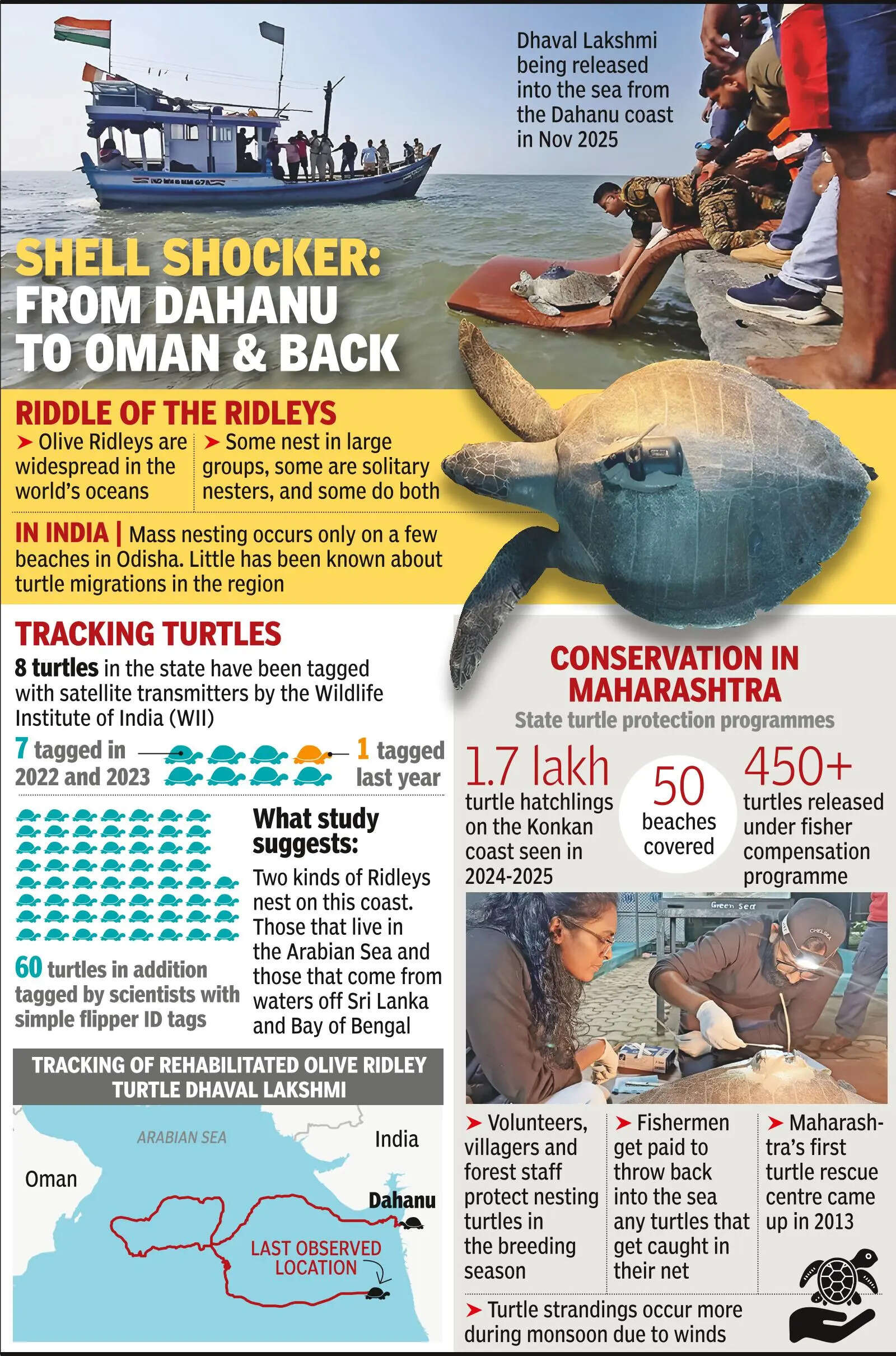 Sat-tagged turtle maps rare deep-sea route over 3,500km