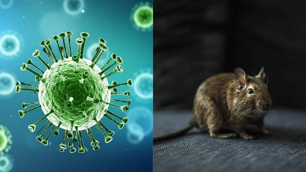 Can mice cause hantavirus?