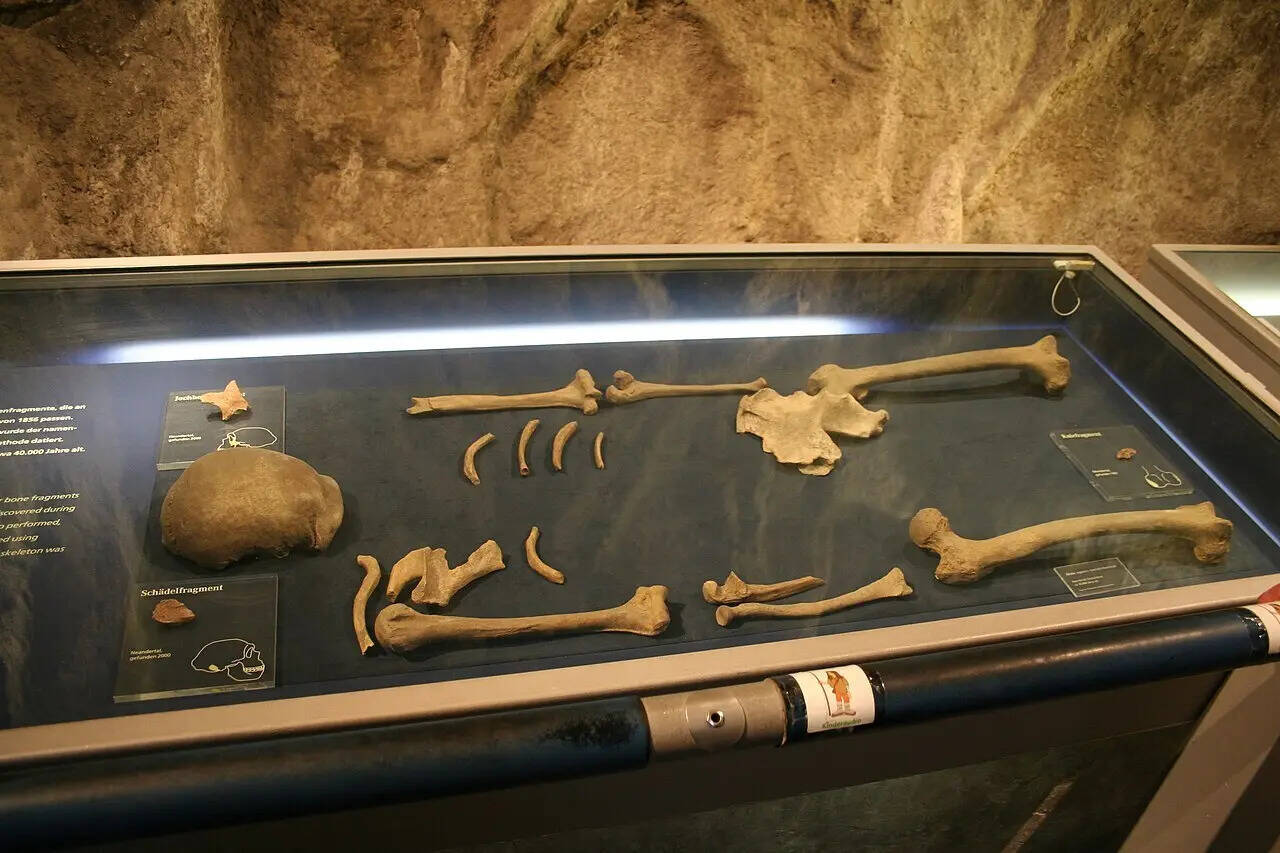 Neanderthal_Museum_06
