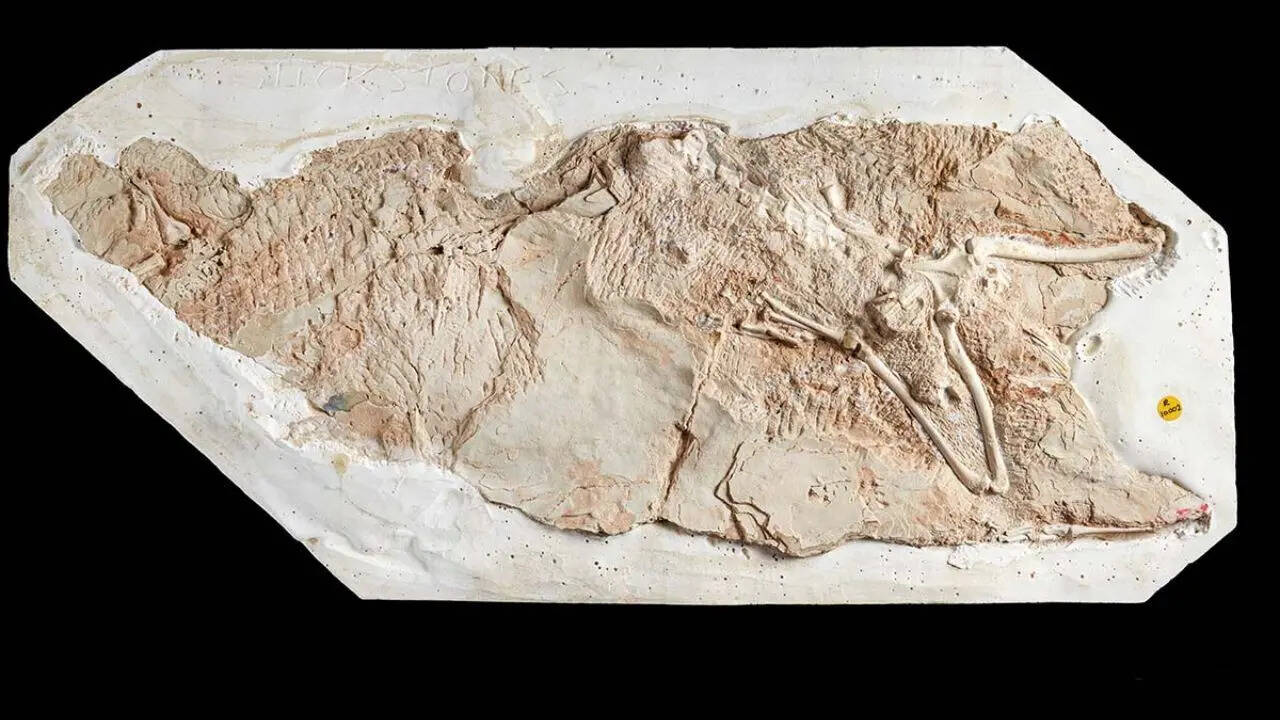 How scientists identified a new species