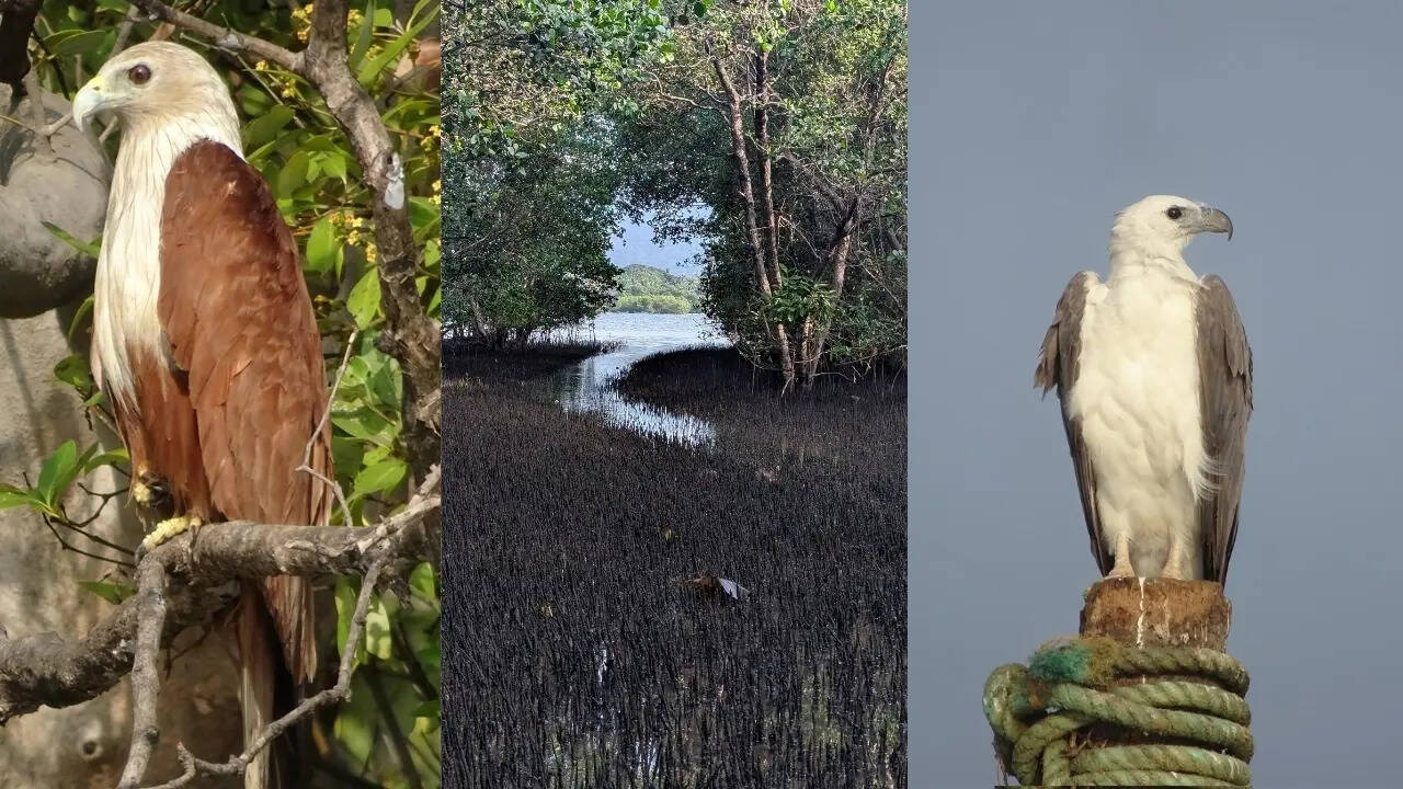 Snapshots from the Zuari crocodile and birding tour