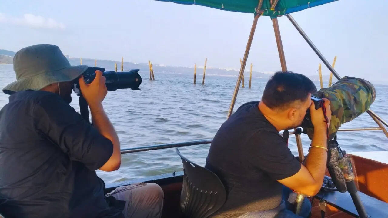 Birders in action