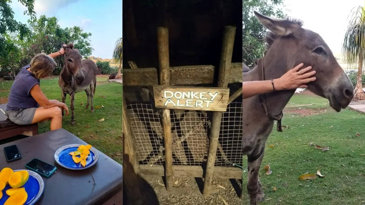 Snapshots from Olaulim Backyards, featuring Mantra the Donkey