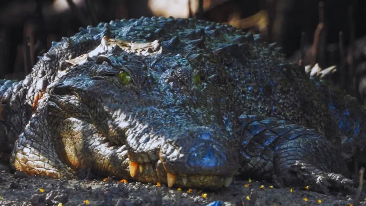 Crocodile - a resident of the Zuari mangroves