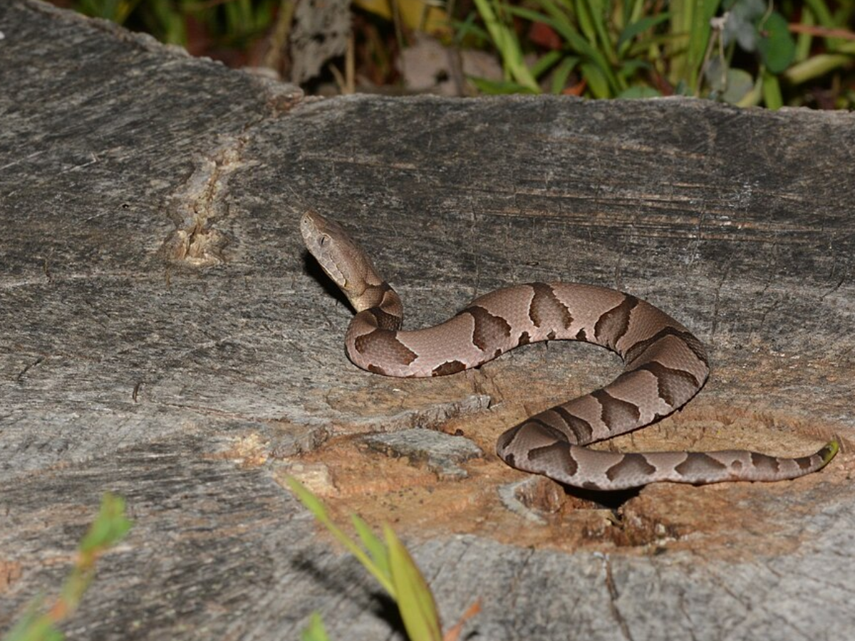 Copperhead - Agkistrodon Contortrix