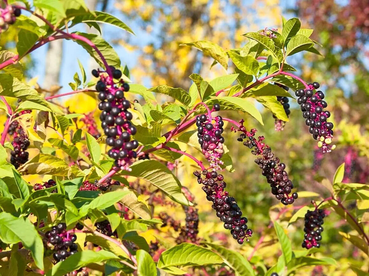 These native plants look tidy enough for the HOA, and bees still love them