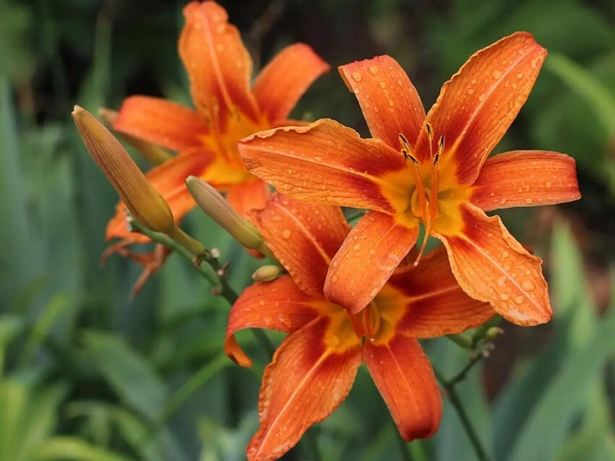 These tough plants can survive the hottest strip in your yard