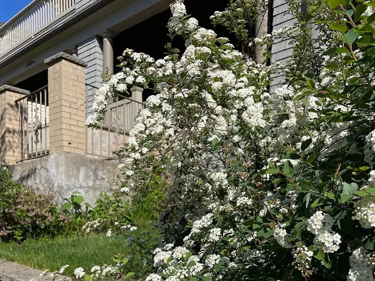 Why smart gardeners are choosing flowering shrubs that look good year-round
