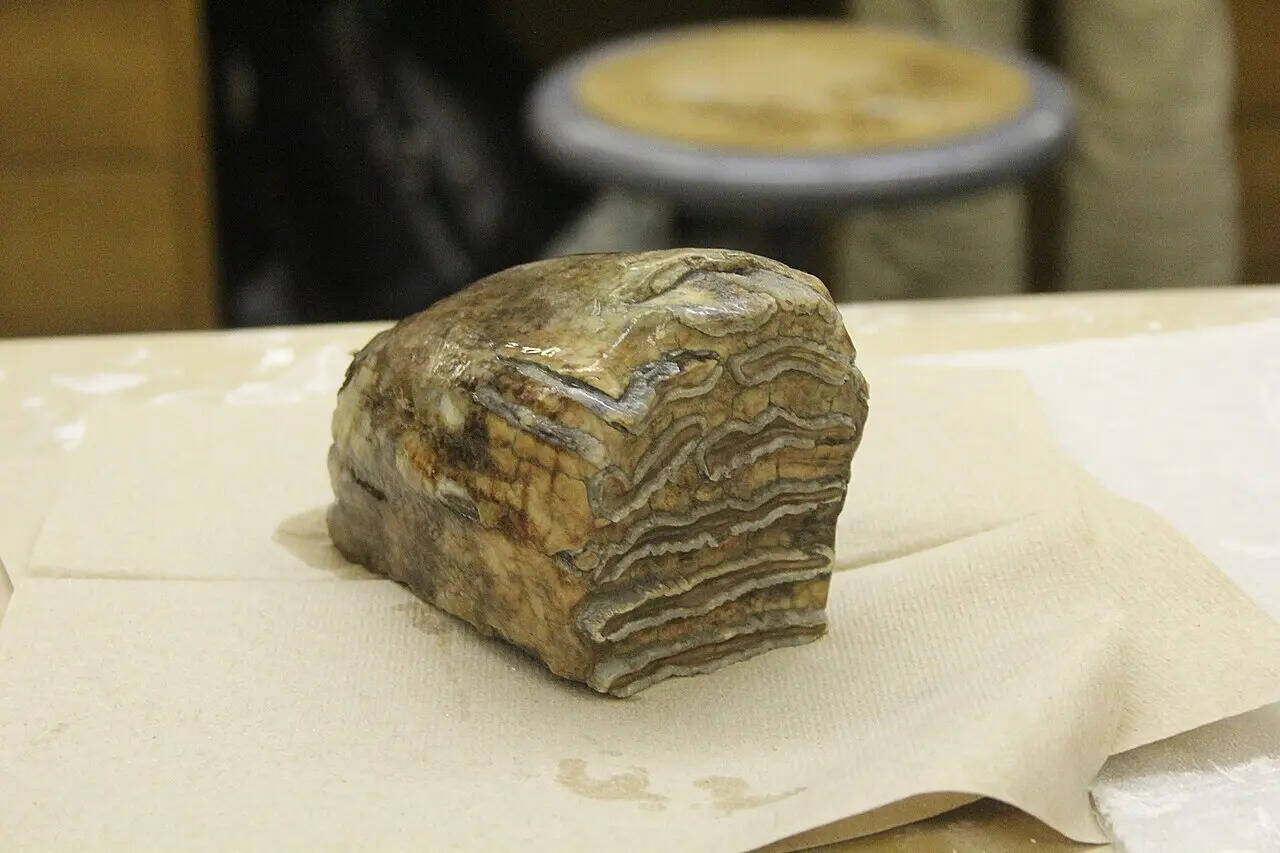 Mammoth_tooth_(26096377874)