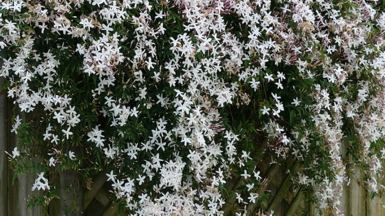 Jasmine