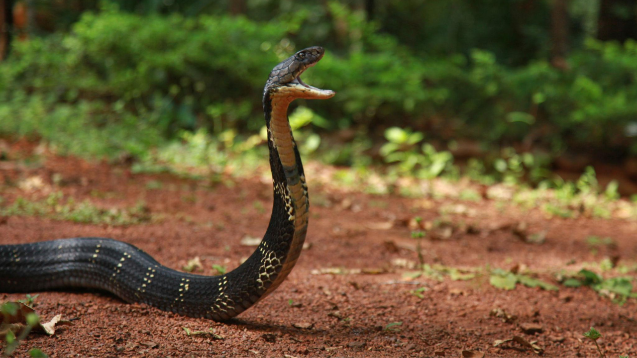  10 countries where the world’s deadliest snake thrives