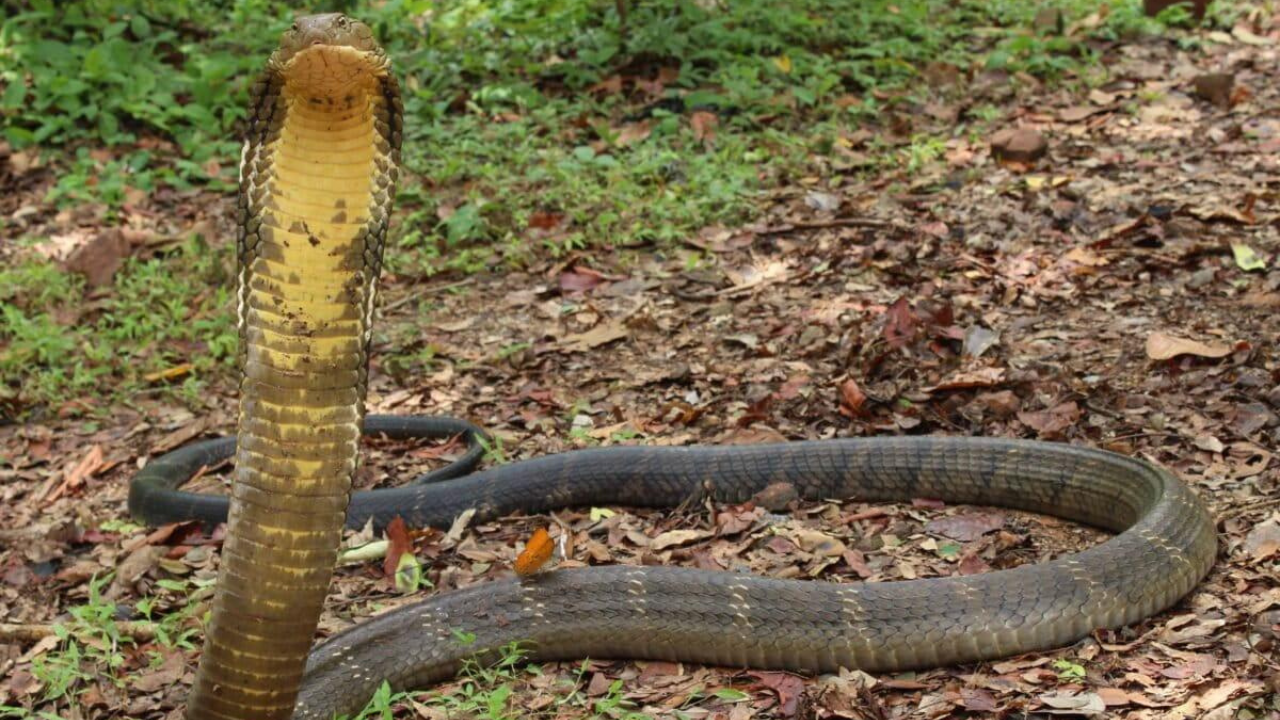  10 countries where the world’s deadliest snake thrives