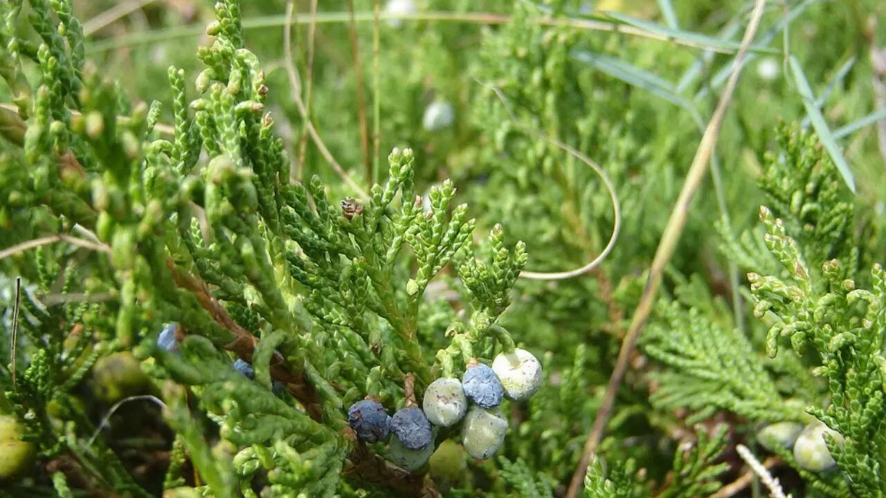 Juniper shrubs