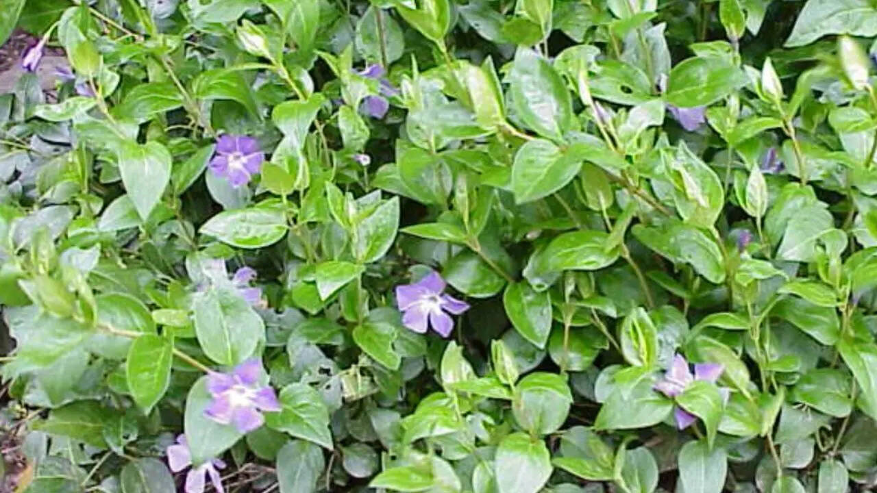 Groundcovers