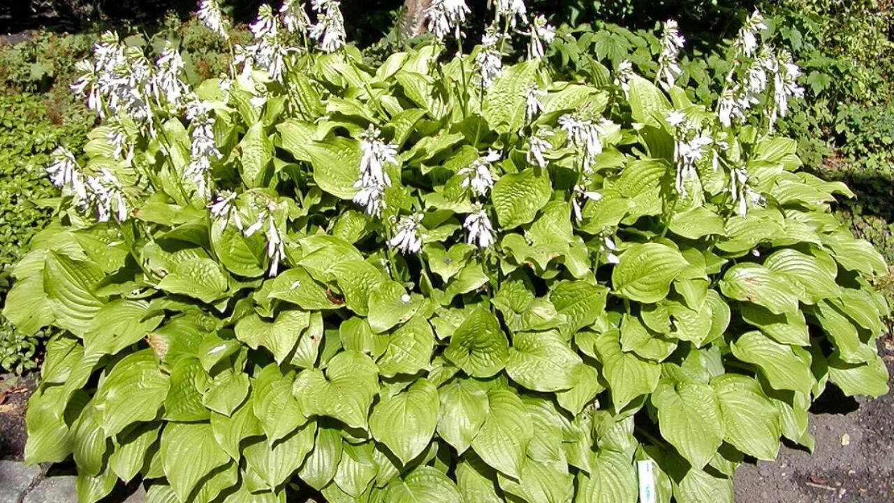 hostas