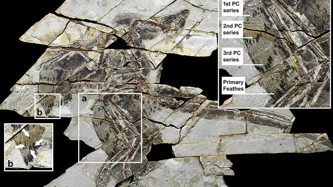 A 160-million-year-old ‘technicolour’ dinosaur fossil discovered in China with four wings and bird-like feathers