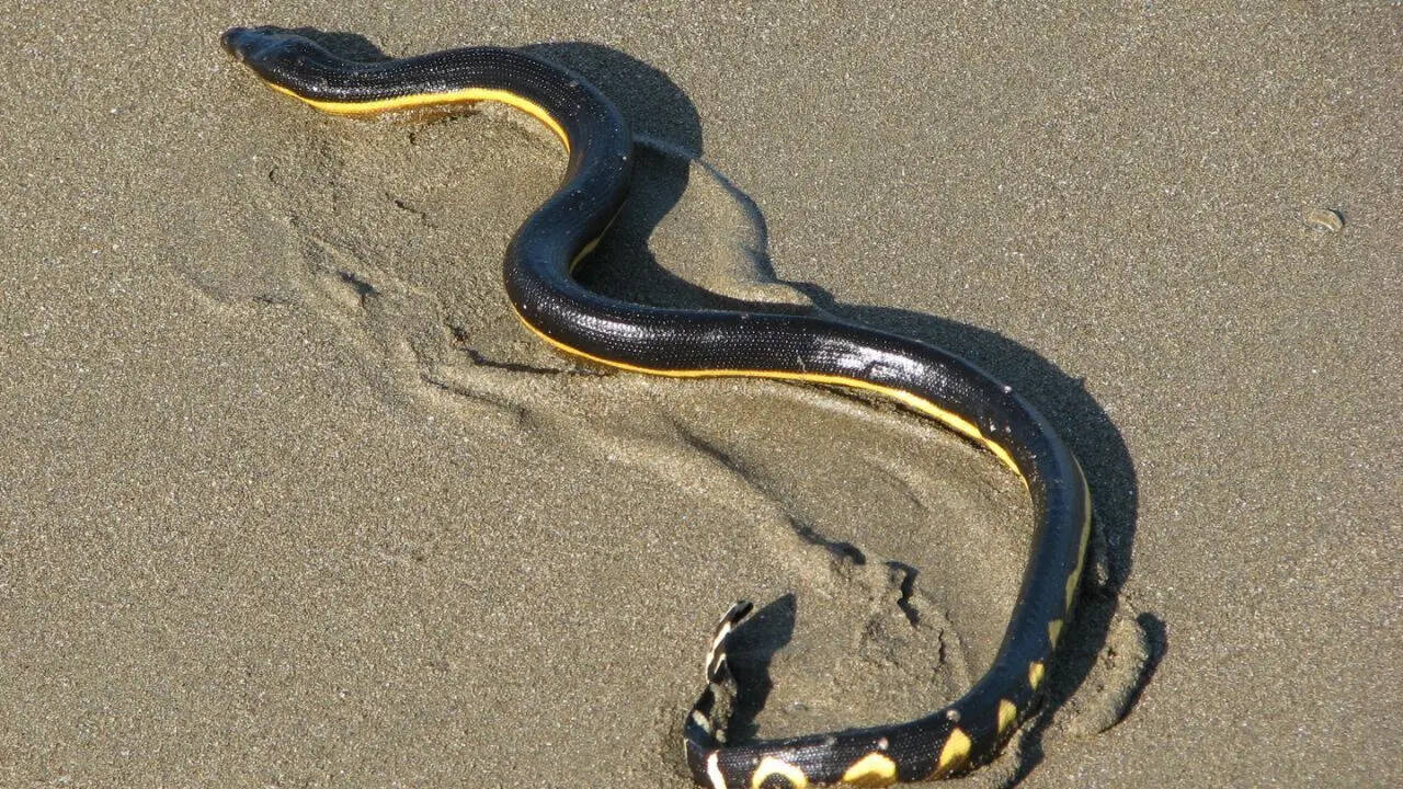 Yellow-bellied Sea Snake