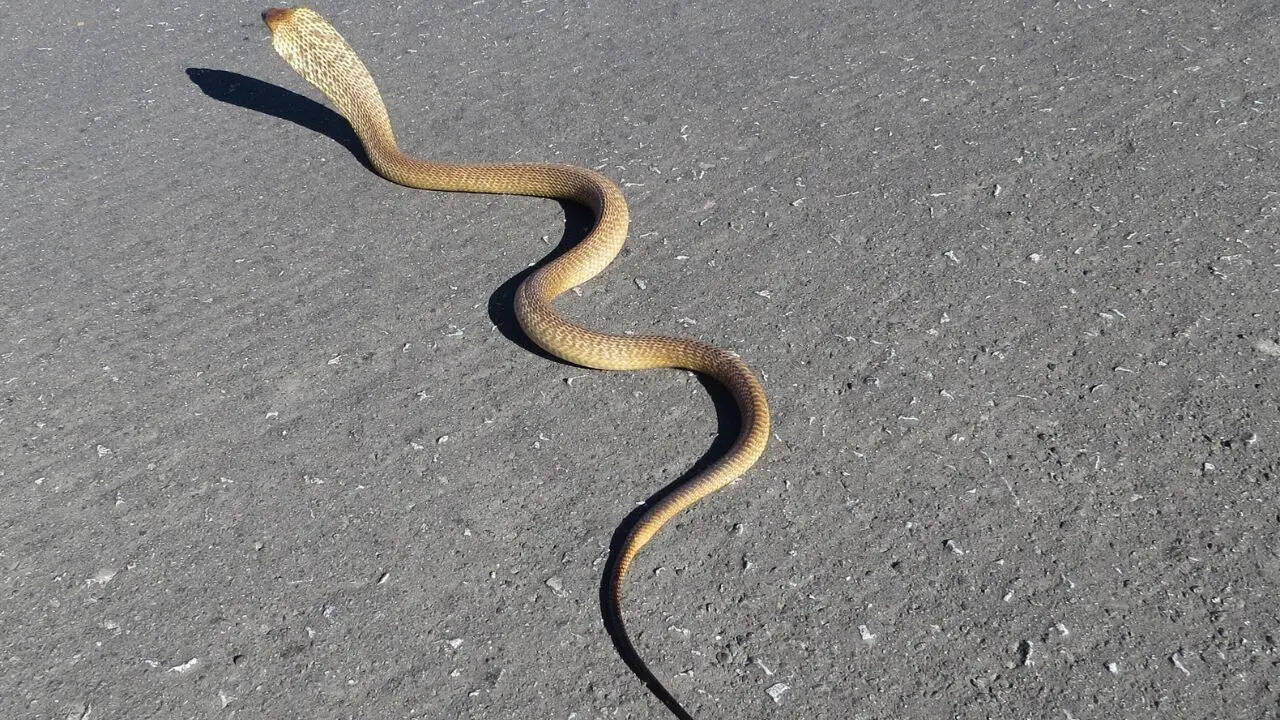 Cape Cobra