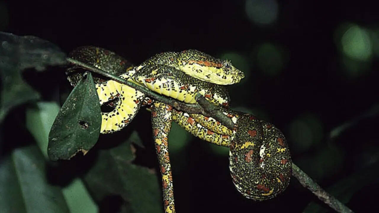Eyelash Viper