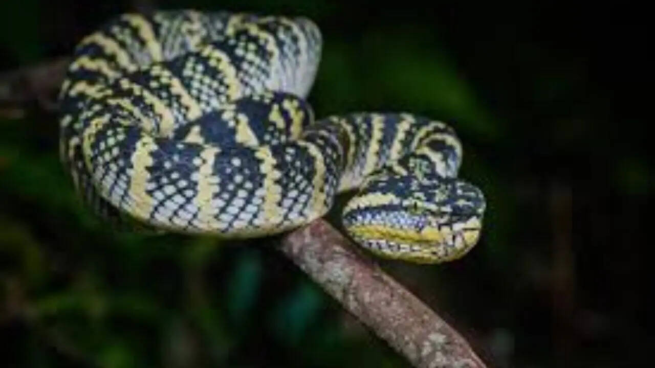 Yellow-lined Pit Viper