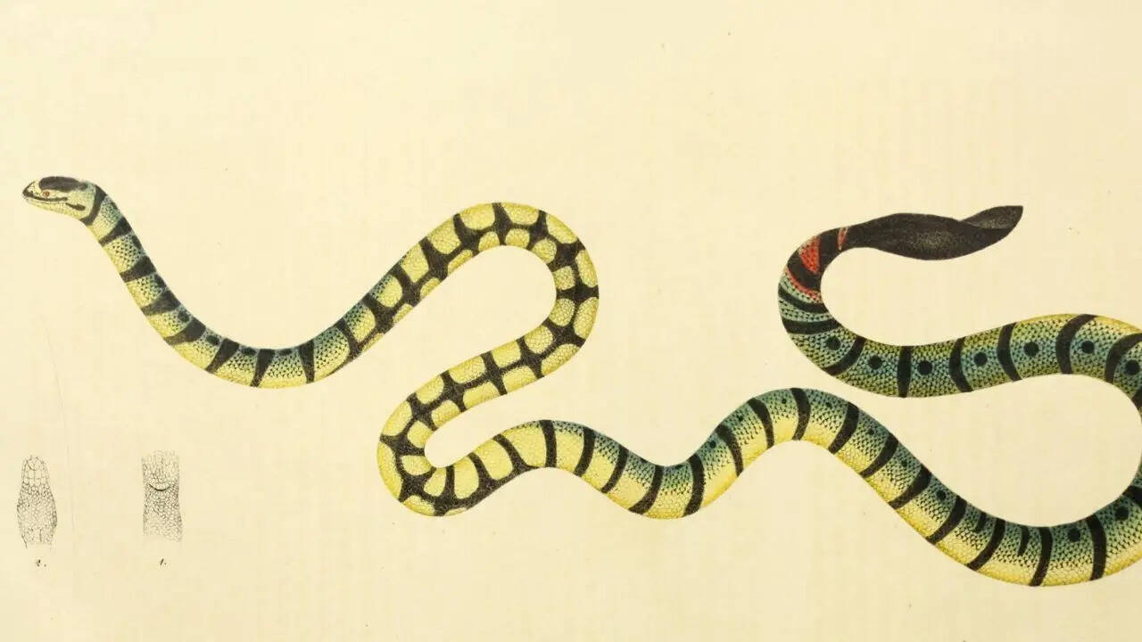 Yellow Sea Snake