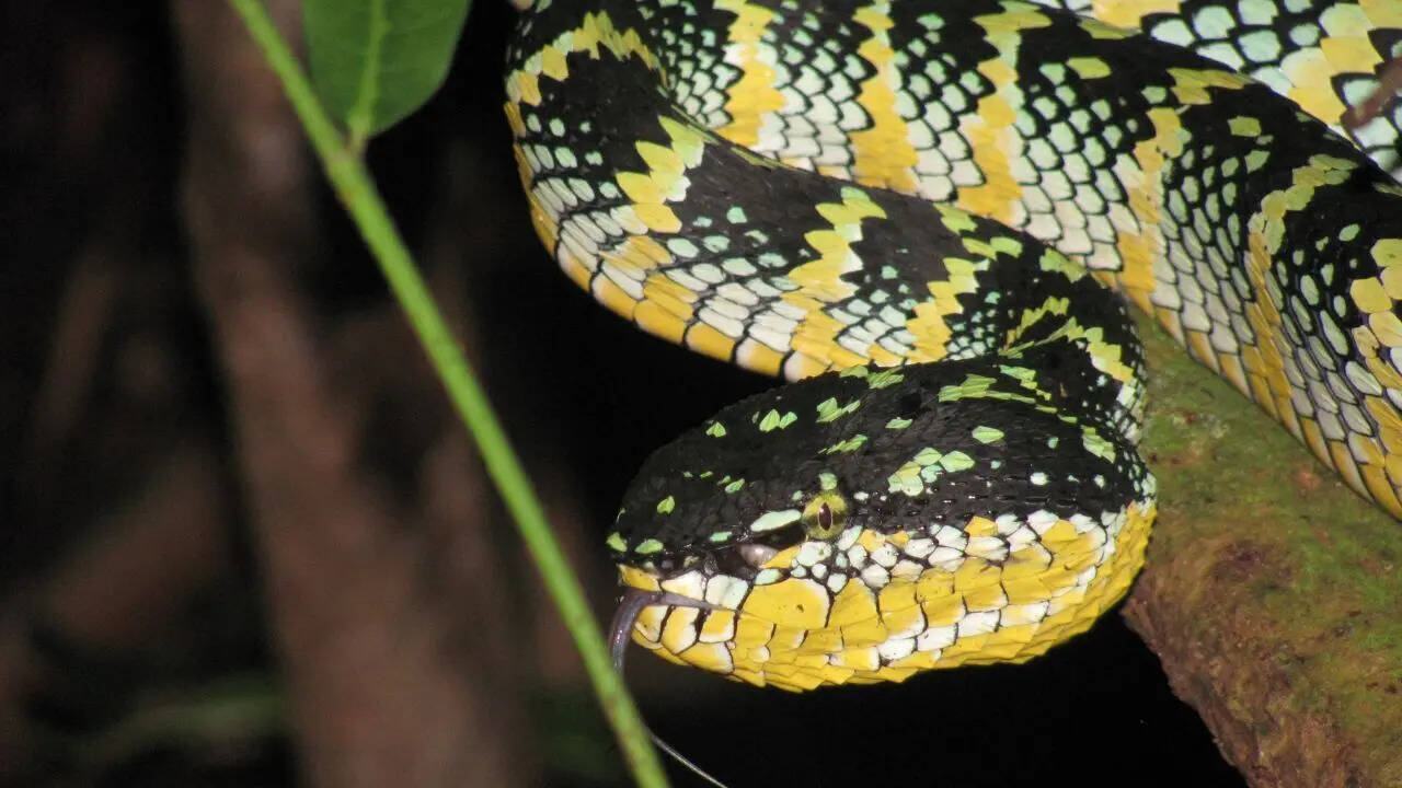 Wagler’s Pit Viper
