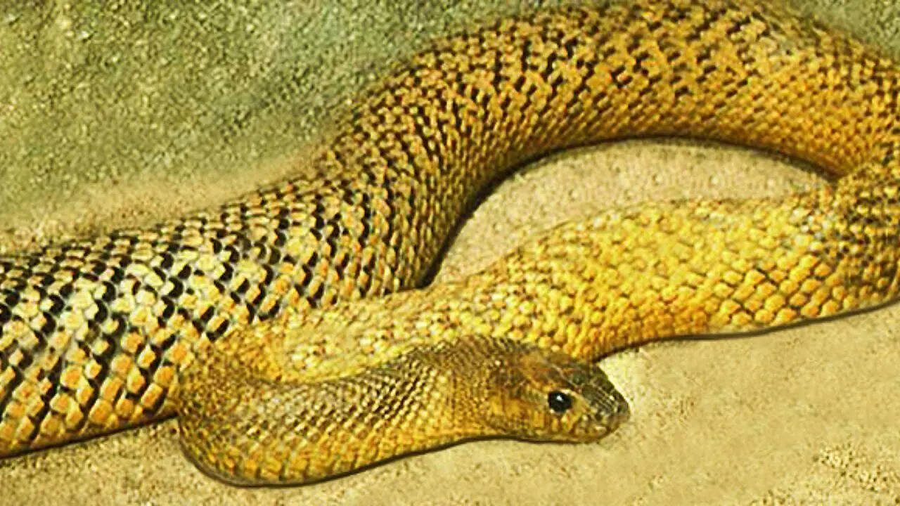Inland Taipan