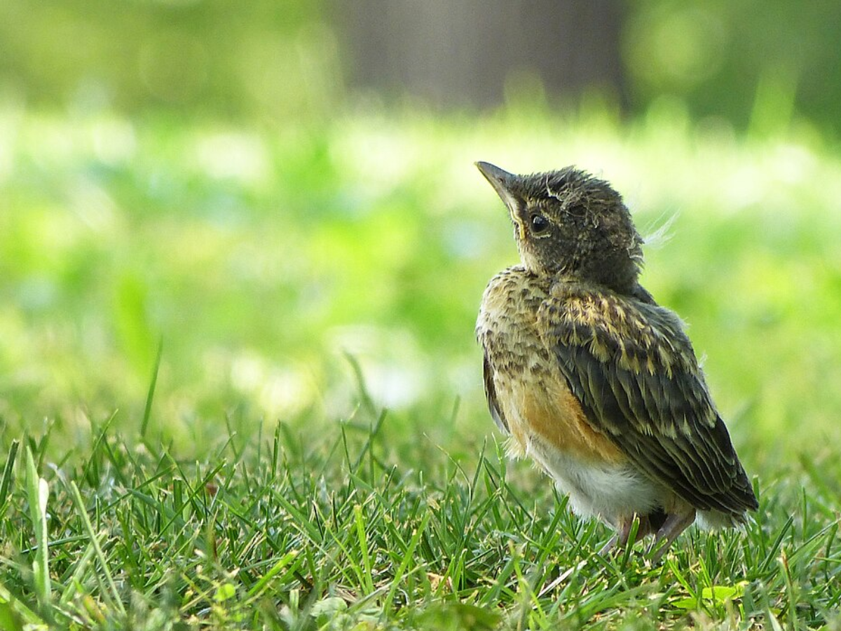 Baby bird