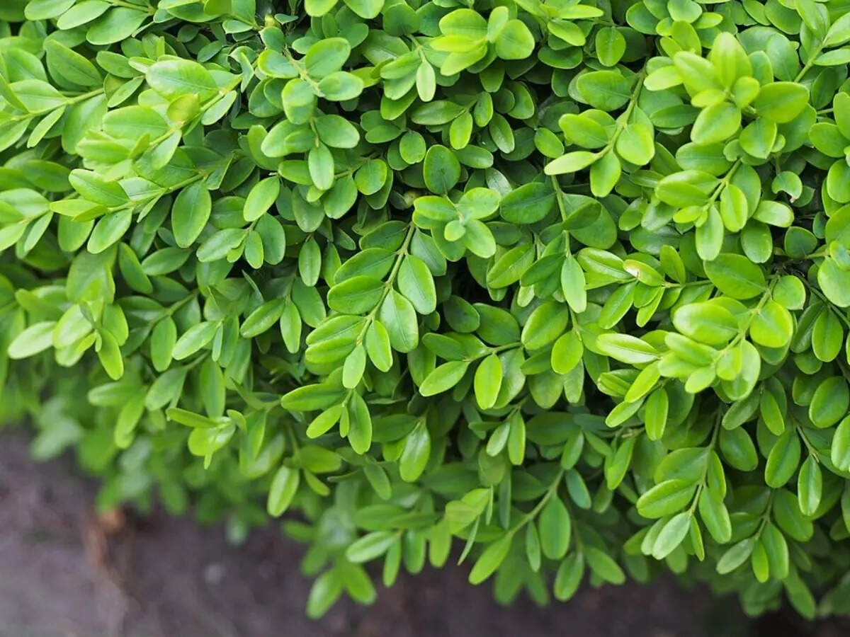 The easiest way to make your entry garden look tidy year-round