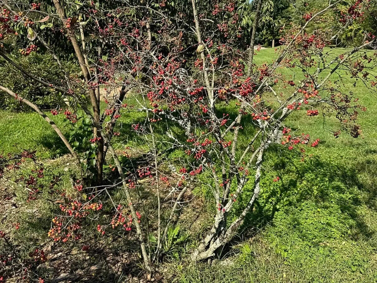 These 6 shrubs keep front yards looking finished year-round