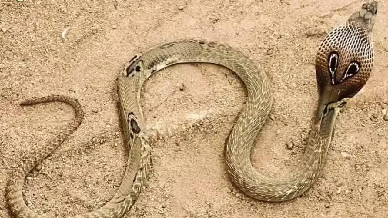 snake