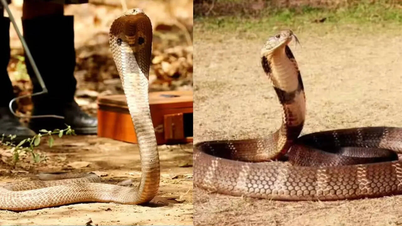 Cobra